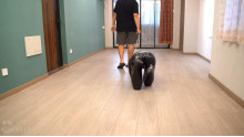 ガムテープをミイラ人型犬
